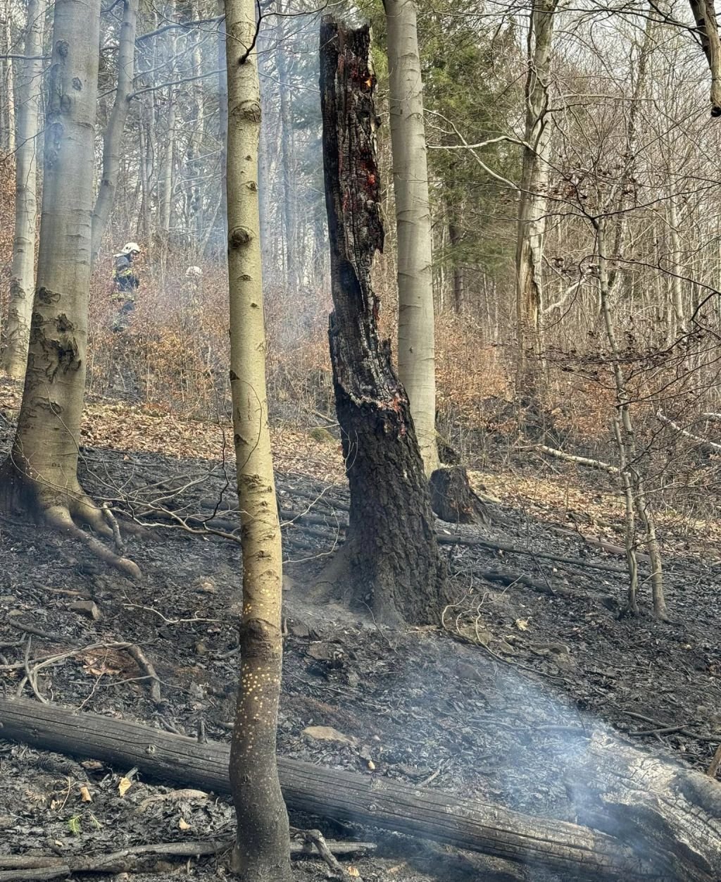 Paliło się w lesie