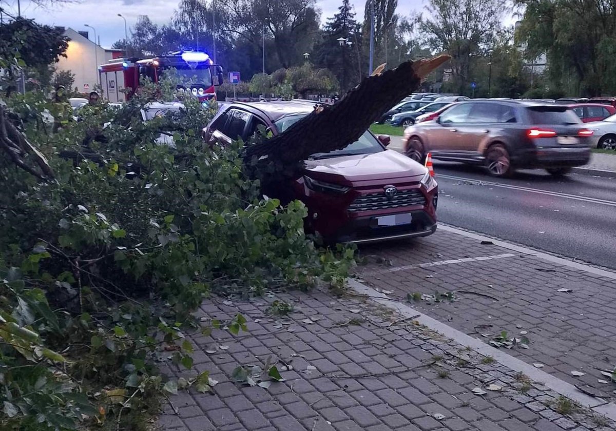 Konar Spadł Na Samochody