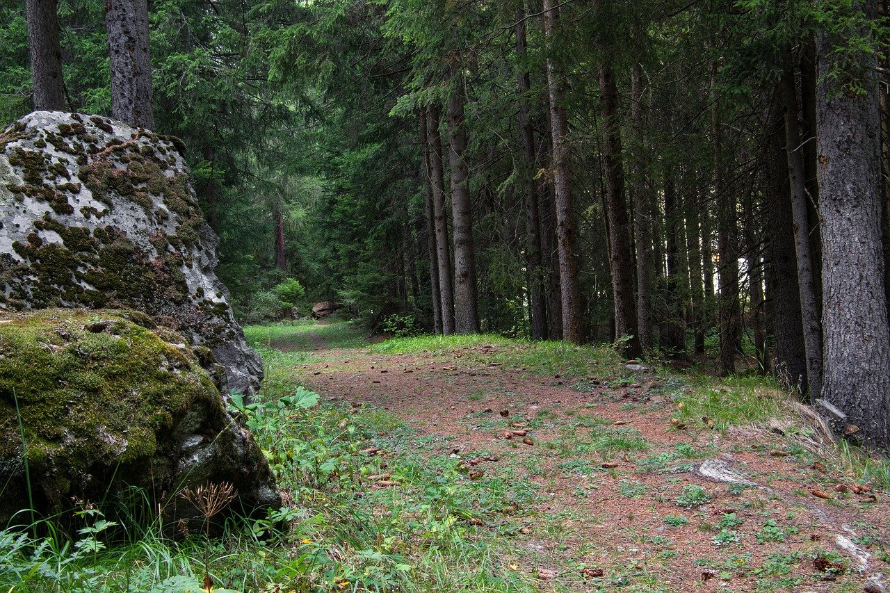 Informują o niedźwiedziu