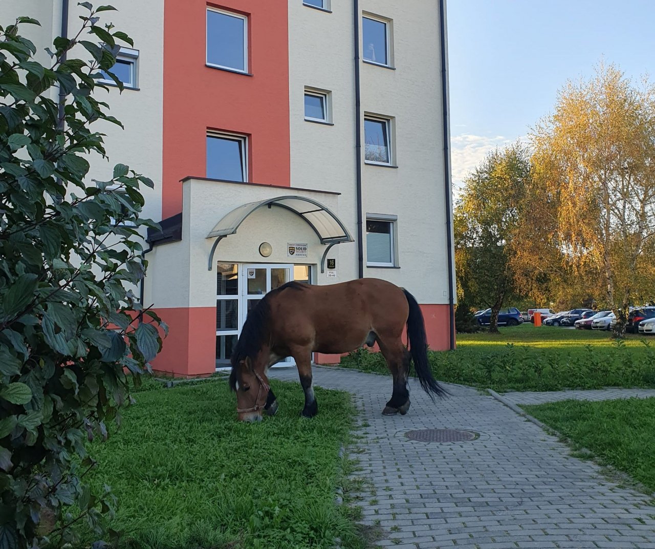 Taki gość wpadł na osiedle! AKTUALIZACJA