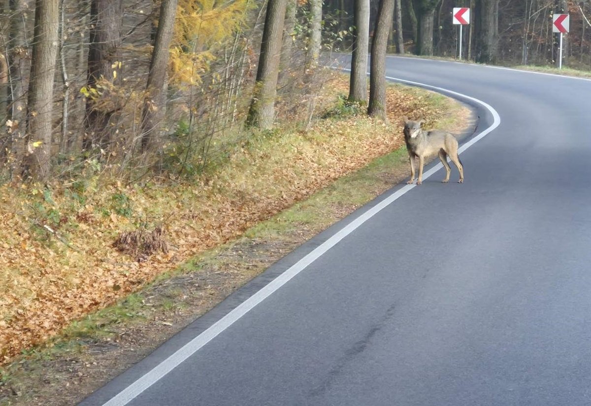 Taki widok już nie należy do rzadkości