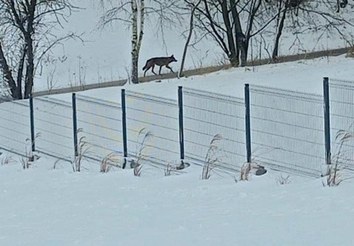 Gdzie Tym Razem Się Pojawił? Urząd Gminy Apeluje