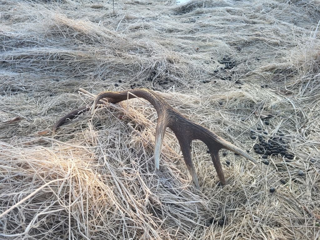 Jelenie W Tarapatach. Do Lasów Wyruszają Poszukiwacze Poroży...