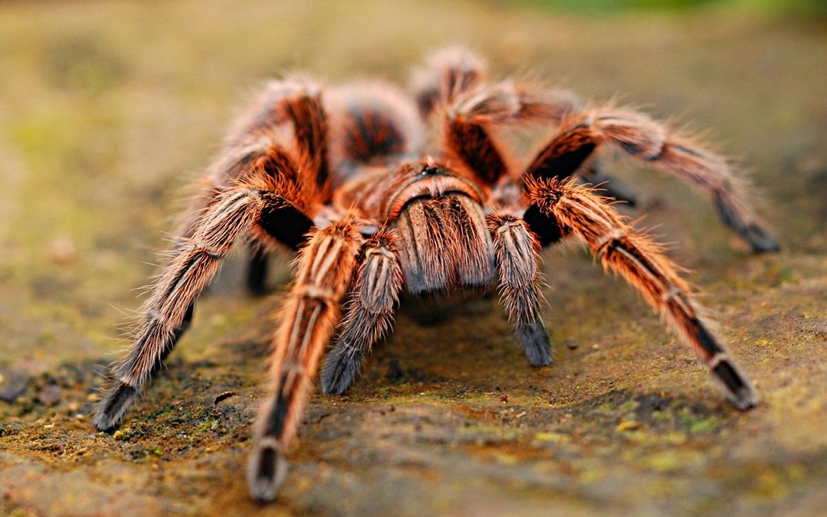 Tarantula w palmie kupionej w hipermarkecie? Sprawę wyjaśnia policja