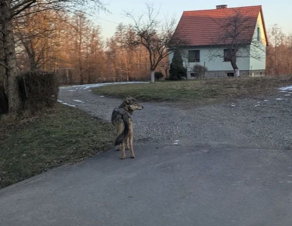 Mieszkańcy Apelują O Działania W Sprawie Wilków. Złożyli Petycję Do Władz Kęt