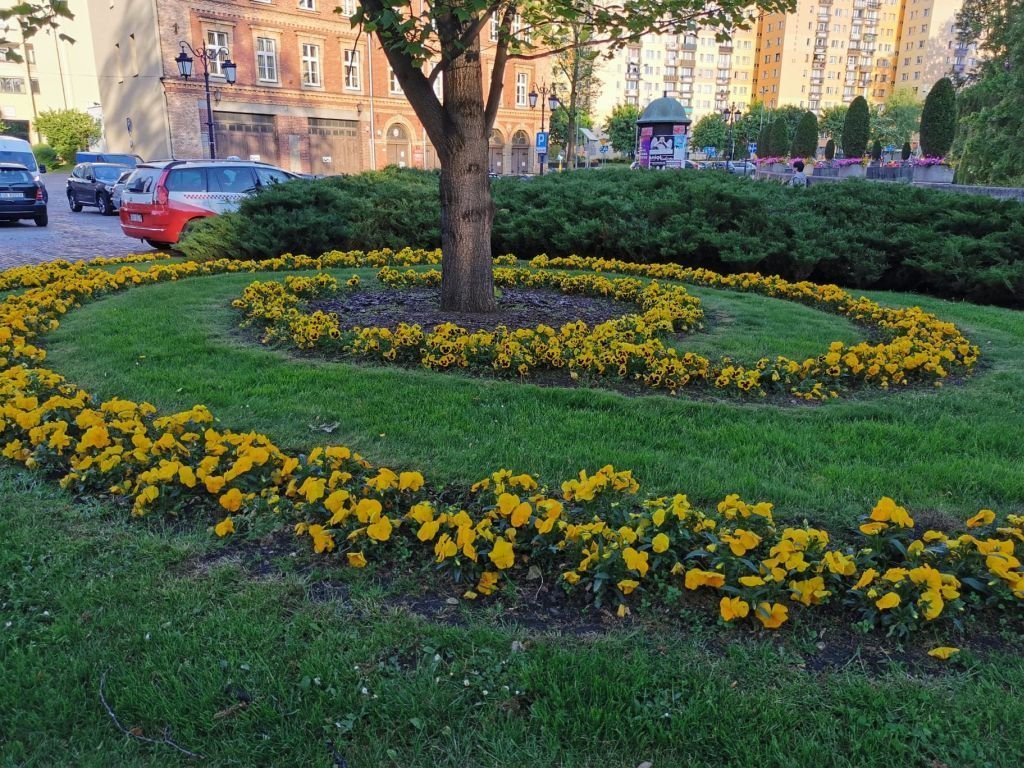 Bielsko-Biała Znów Zakwitnie. Zasadzonych Zostanie Blisko 3 Tys. Roślin