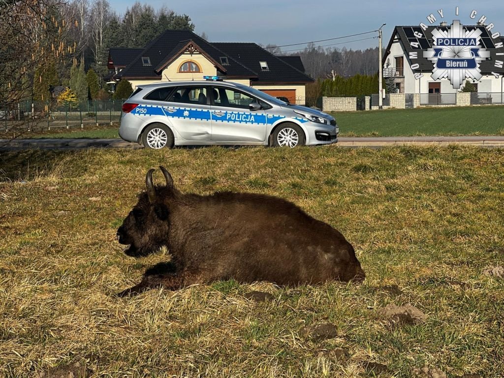 Żubrzyca na gigancie