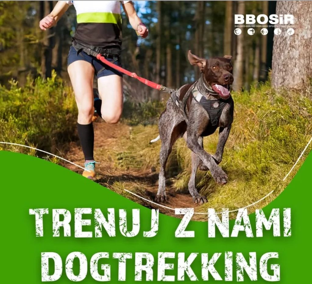 Trening z czworonogiem